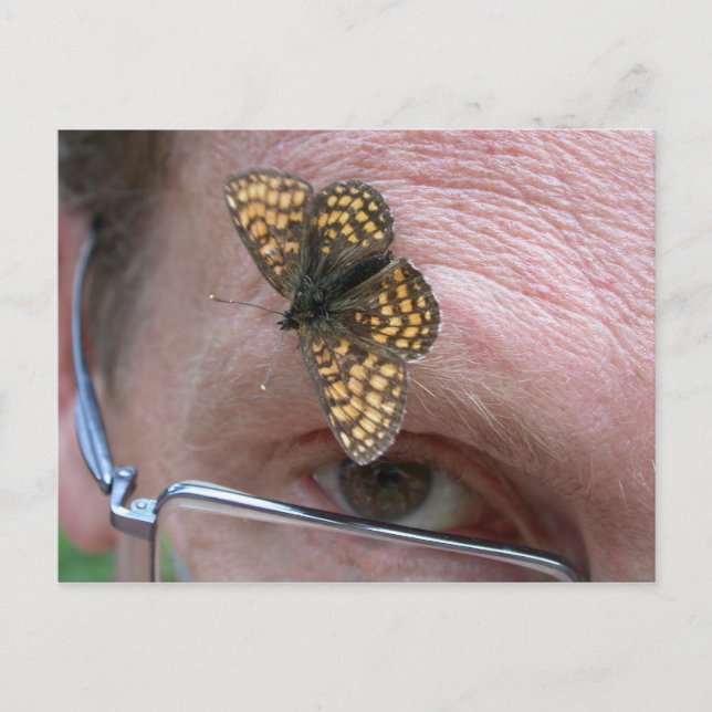 Carte Postale Melitaea athalia (Devant)