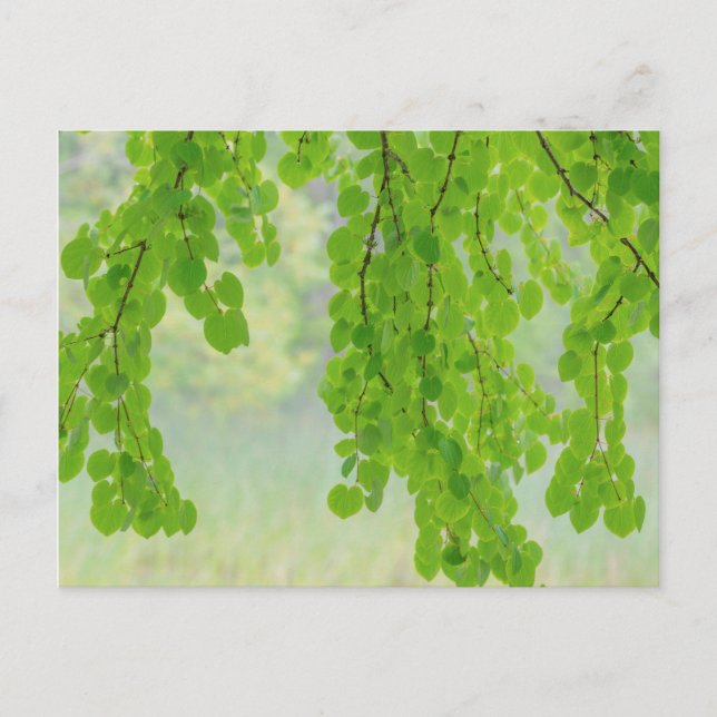 Carte Postale Membres d'arbre Katsura au printemps | Seabeck, WA (Devant)
