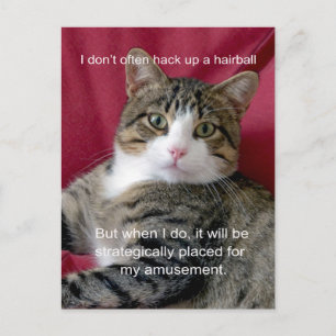 Carte Postale Mème de chat