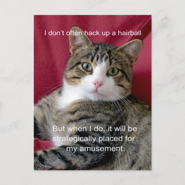 Carte Postale Mème de chat (Devant)