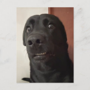 Carte postale Mème de chien effrayé