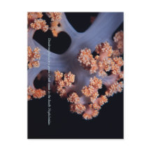 Mémoire de l'océan / Corail mou #001