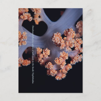 Carte Postale Mémoire de l'océan / Corail mou #001
