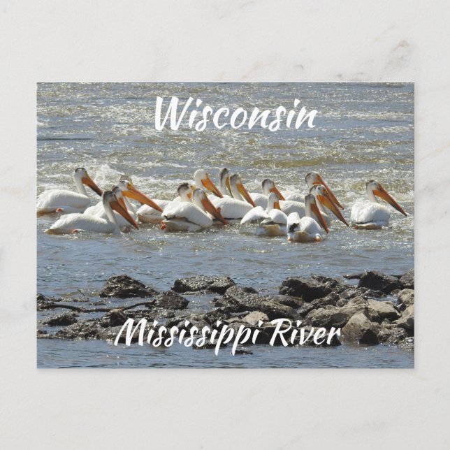 Carte Postale Mémorabilie du fleuve Mississippi (Devant)