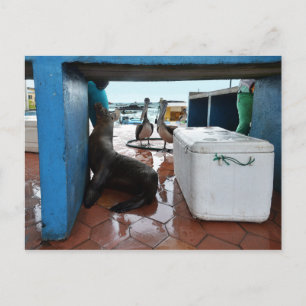 Carte Postale Mendier le lion de mer des Galapagos