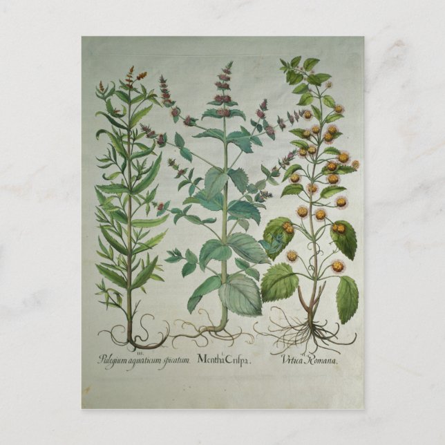 Carte Postale Mentha crispa (Devant)