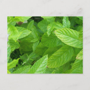 Carte Postale Menthe