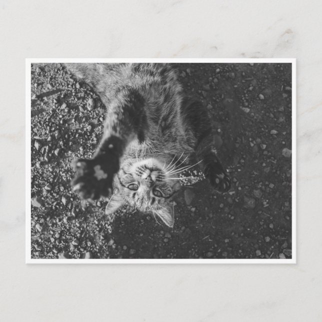 Carte Postale Meow (Devant)