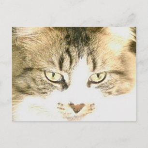 Carte postale Meow Cats 14