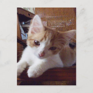 Carte postale Meow Cats 22