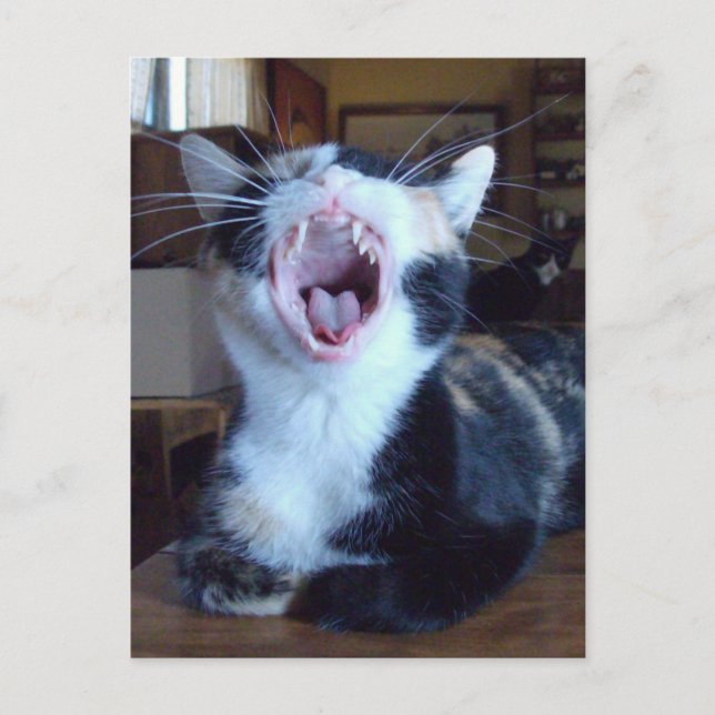 Carte postale Meow Cats 30 (Devant)