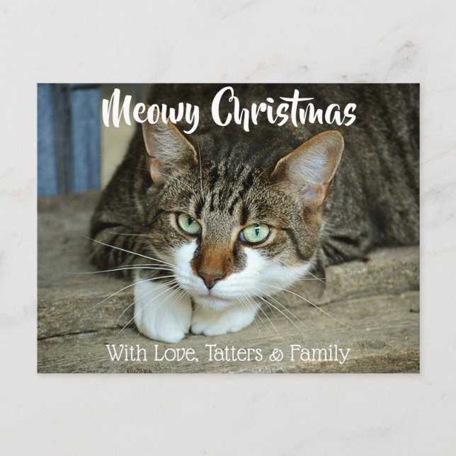 Carte Postale Meowy Christmas Your Chat's Holiday Salutations (Devant)