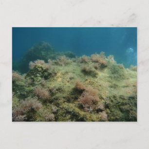 Carte Postale Mer