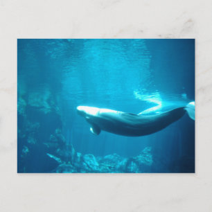 Carte Postale Mer calme