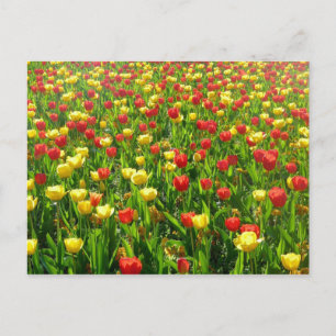 Carte Postale Mer des Tulipes II