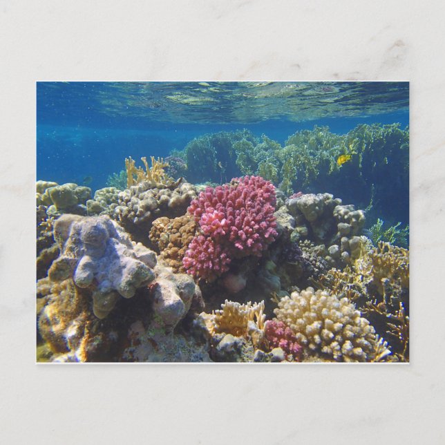 Carte Postale mer rouge extraordinaire (Devant)