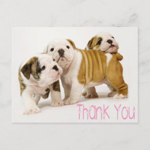 Carte Postale Merci Anglais Chiens de Chien De Chien De Chien De