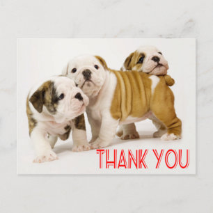 Carte Postale Merci Anglais Chiens de Chien De Chien De Chien De