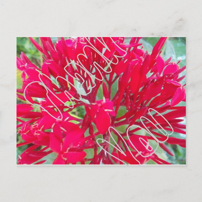 Carte Postale Merci Belles Fleurs rouges superbes (Devant)