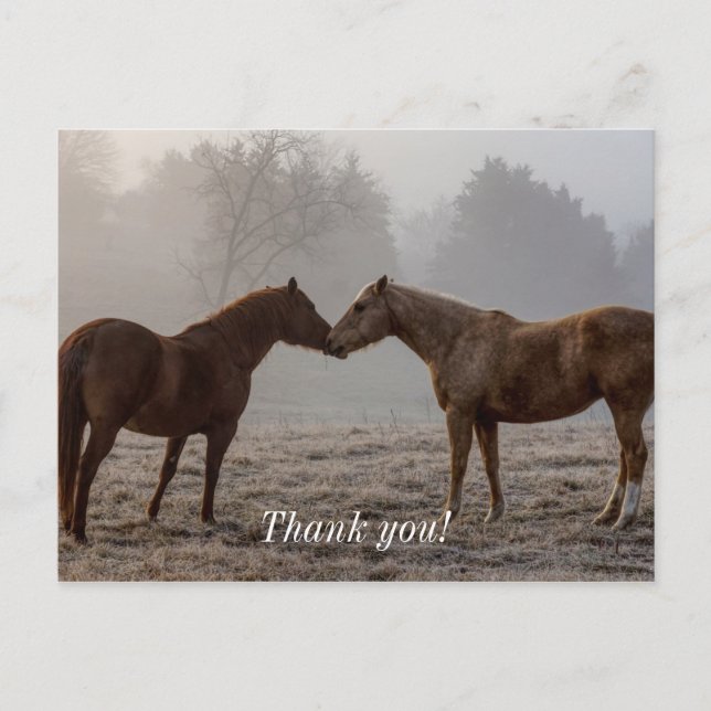 Carte Postale Merci d'amour du cheval (Devant)