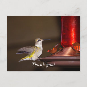 Carte Postale Merci de colibri à gorge rubis