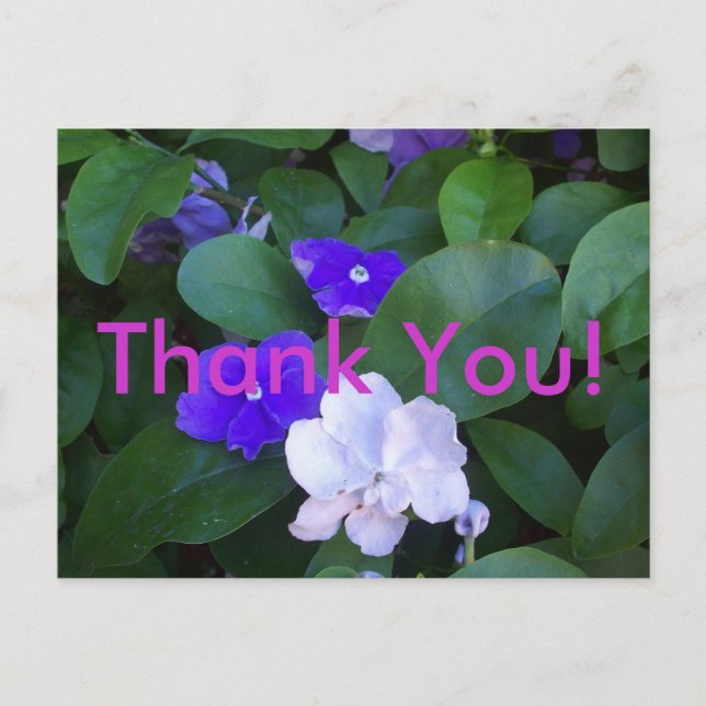 Carte Postale Merci de Petunias (Devant)