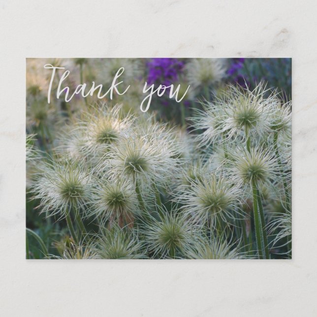 Carte postale Merci de têtes de graines de fleurs  (Devant)