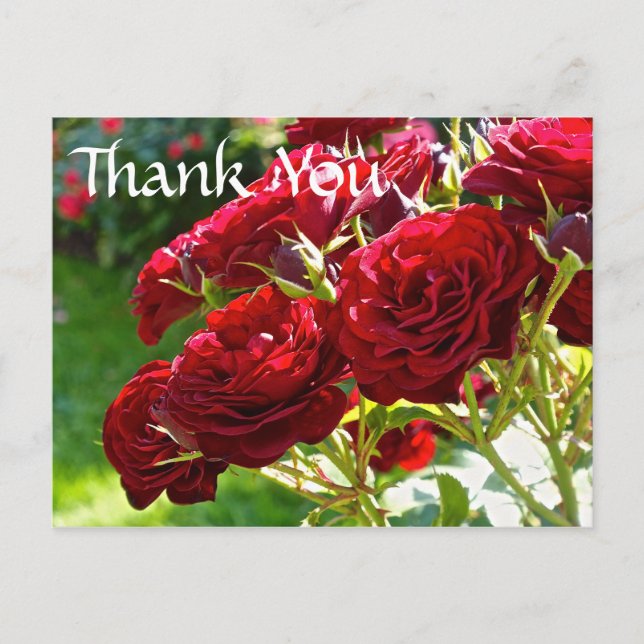 Carte Postale Merci des Roses rouges (Devant)