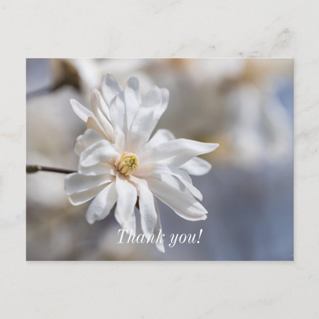 Carte postale Merci Fleur de Magnolia étoilé (Devant)