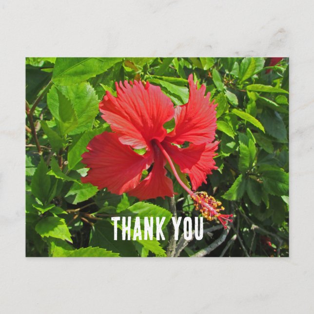 Carte Postale Merci Fleur tropicale Fleur rose vif (Devant)