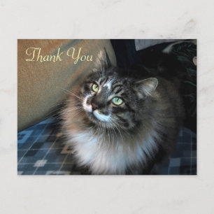 Carte postale Merci irrésistible Cat Zorro