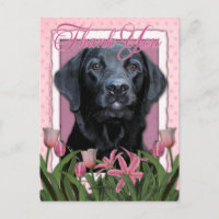 Merci - Labrador - Noir - Gaz