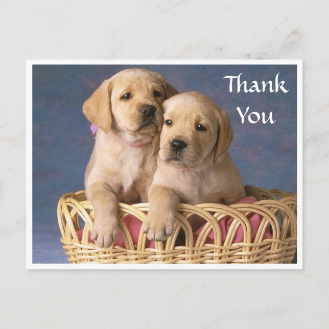 Carte Postale Merci Labrador Retriever Puppy Post Card (Devant)