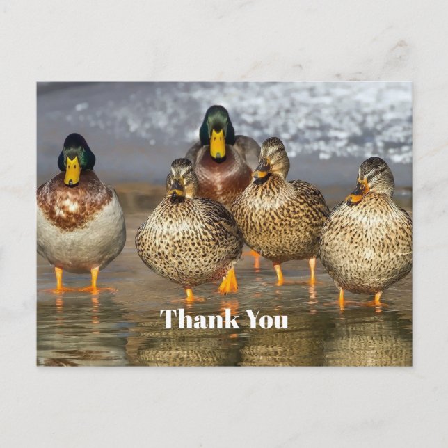 Carte Postale Merci photo de la faune de Mallard Ducks (Devant)