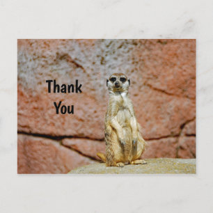 Carte Postale Merci photo de la faune de Meerkat