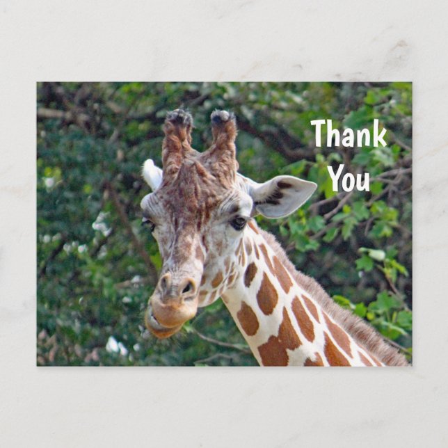 Carte Postale Merci photo de la girafe de la faune (Devant)
