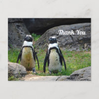 Merci photo de la paire de pingouins de la faune