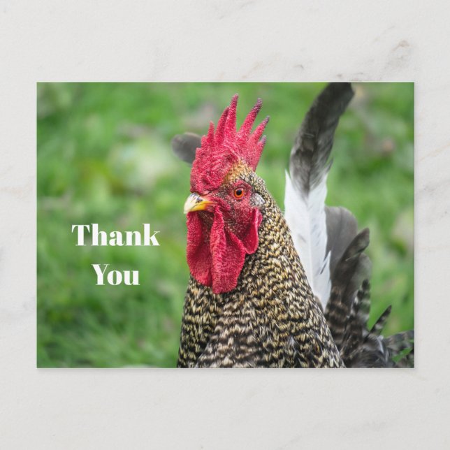 Carte Postale Merci photo du coq de poulet (Devant)