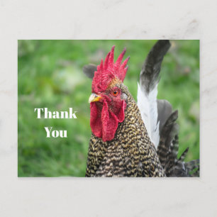 Carte Postale Merci photo du poulet rôti