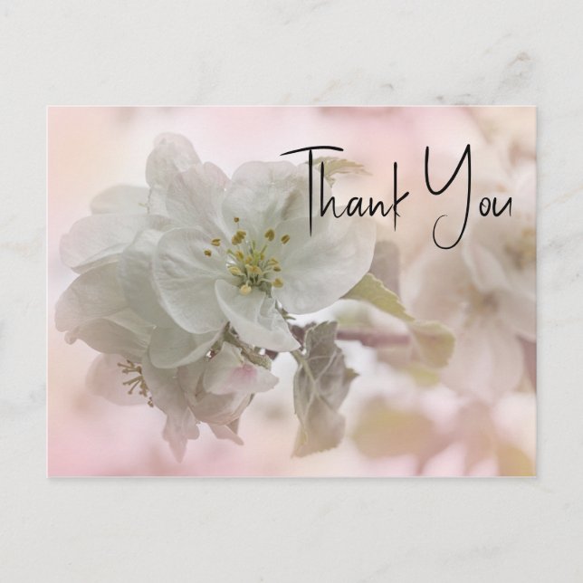 Carte Postale Merci photo en fleurs de pomme blanche (Devant)