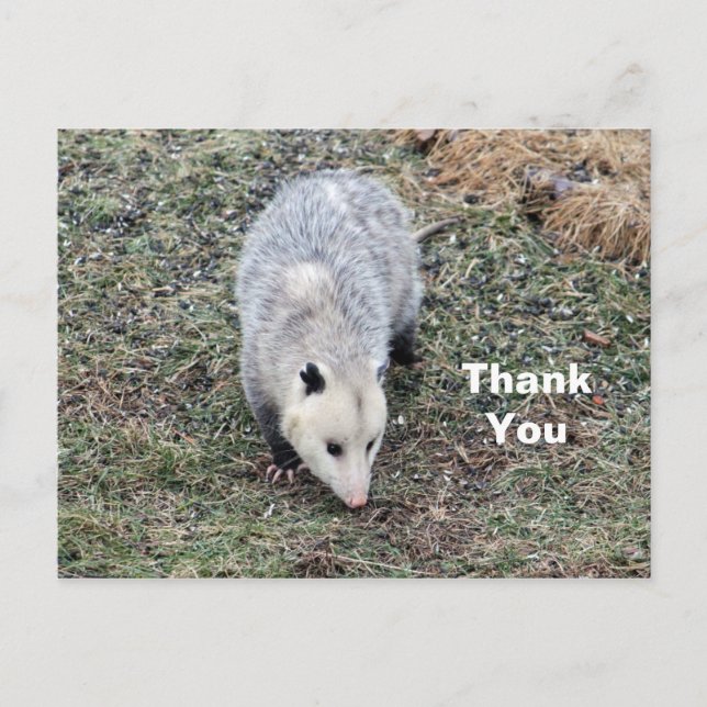Carte Postale Merci photo Opossum (Devant)