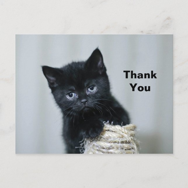 Carte Postale Merci photo Twine Cute Black Kitten (Devant)