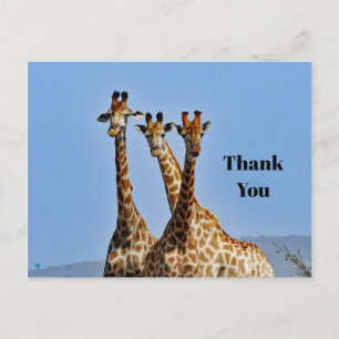 Carte Postale Merci pour la photo de troupeau de girafes sauvage