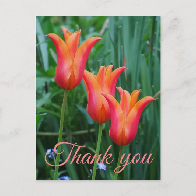 Carte postale Merci Tulips (Devant)