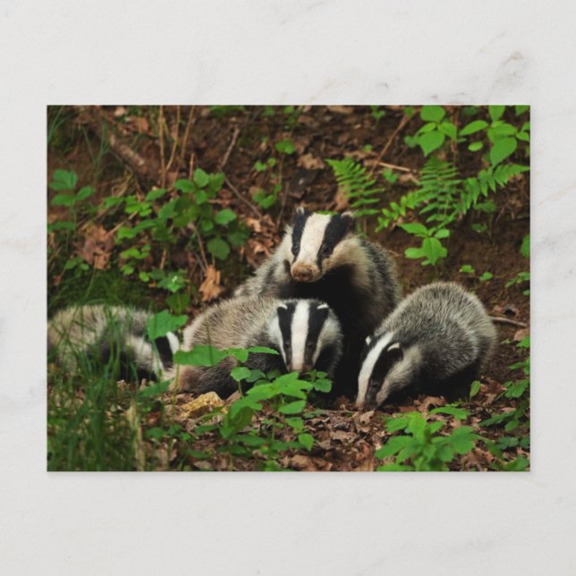 Carte Postale Mère avec le blaireau du bébé (Devant)
