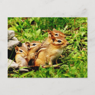 Carte Postale mère chipmunk et bébés