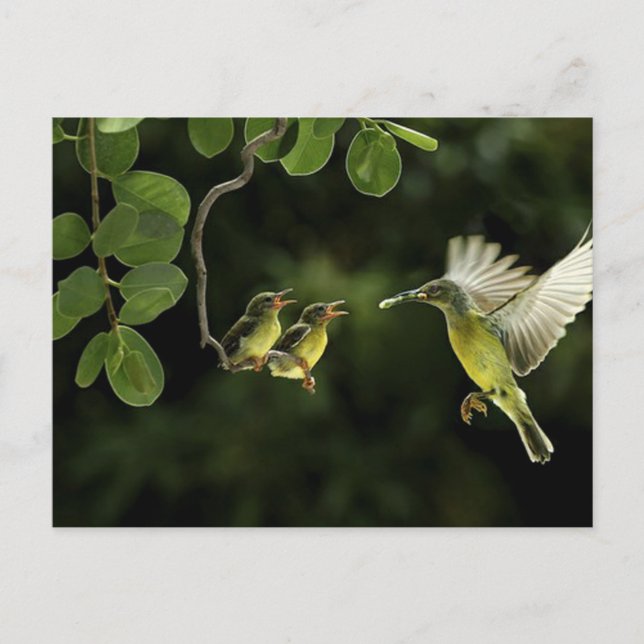 Carte Postale Mère Colibri (Devant)