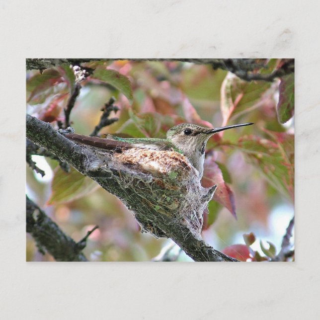 Carte Postale Mère Colibri au nid (Devant)