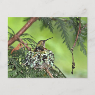 Carte Postale Mère Colibri au nid