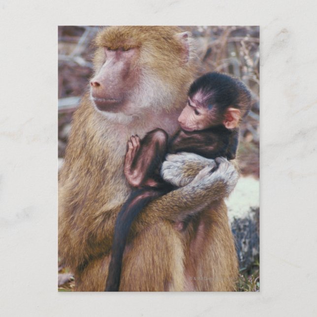 Carte Postale Mère et bébé babouin (Devant)